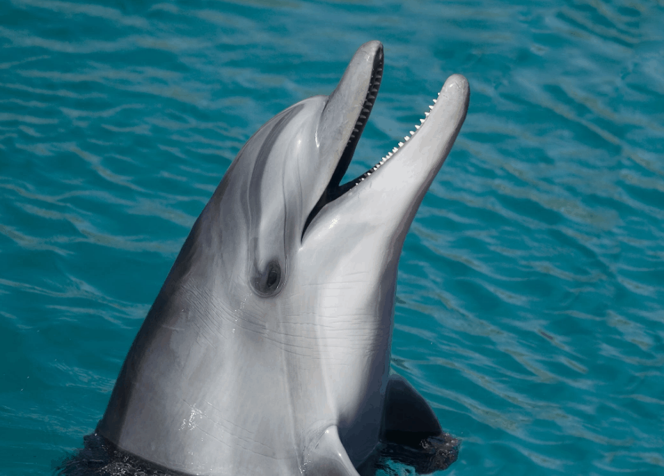 long snouted spinner dolphin