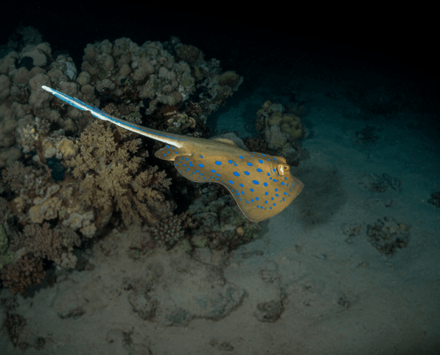 A spotted eagle ray at night on a maui scuba dive