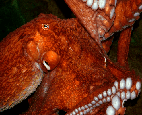 A octopus are more adventurous at night