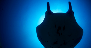 A giant manta ray seen on a Maui Night Dive
