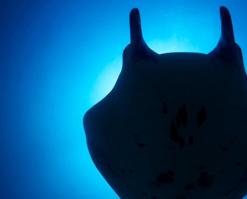 A giant manta ray seen on a Maui Night Dive