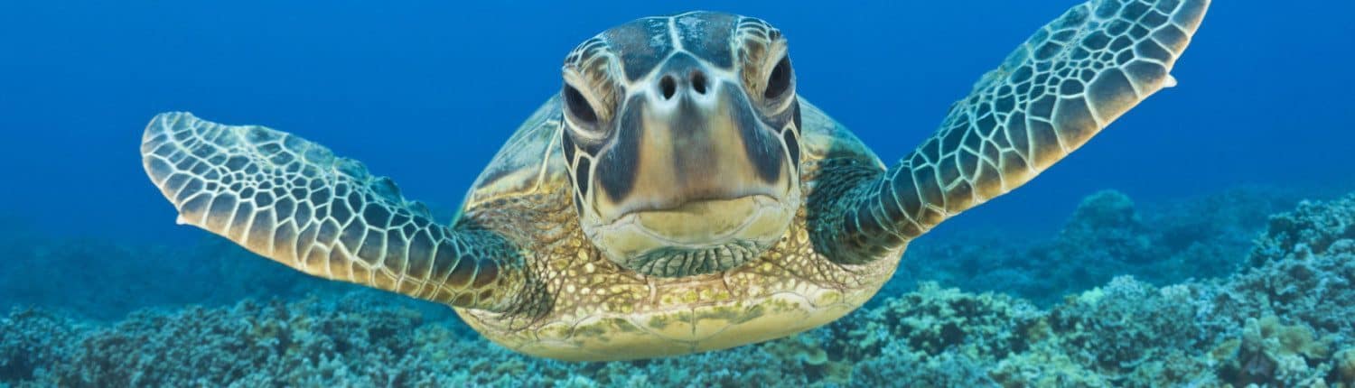 Maui Honu (Turtle) on a scuba dive
