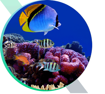 Tropical fish in Maui reef