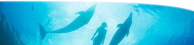Get PADI certification on a Maui Vacation Maui Scuba Mike ~ Scuba Get PADI certification on a Maui Vacation Maui Scuba Mike ~ Scuba