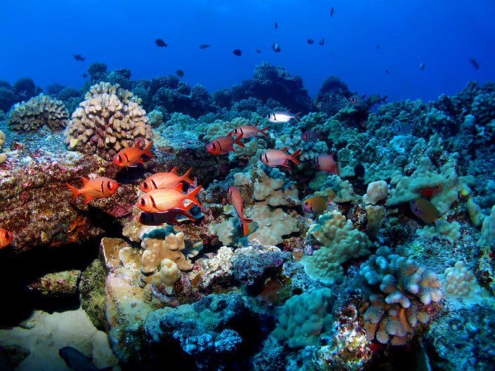 Beautiful Reefs